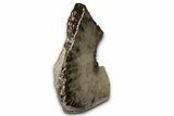 Free-Standing, Petoskey Stone (Fossil Coral) Section - Michigan #356979-1